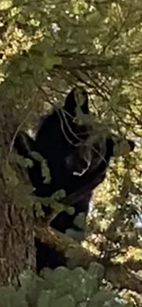 Black bear treed by hounds