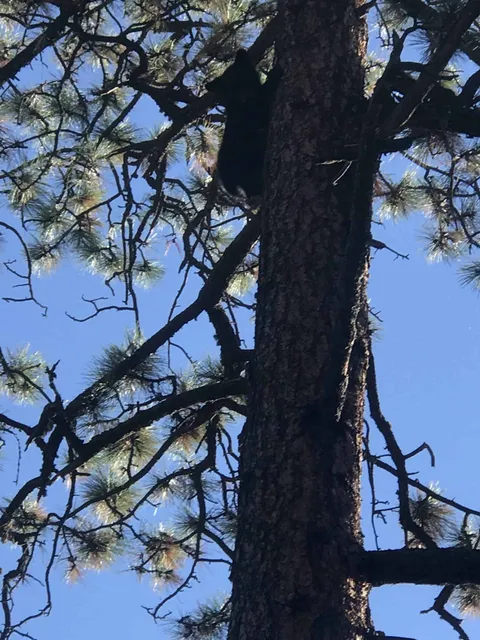Black bear treed in a ponderosa pine