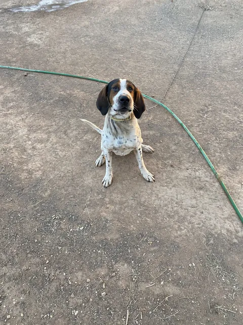 Hound sitting and looking at the camera
