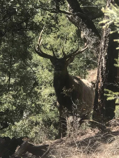 Bull elk standing in the forest