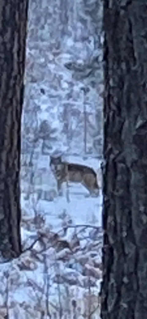 Coyote in a snowy pine forest