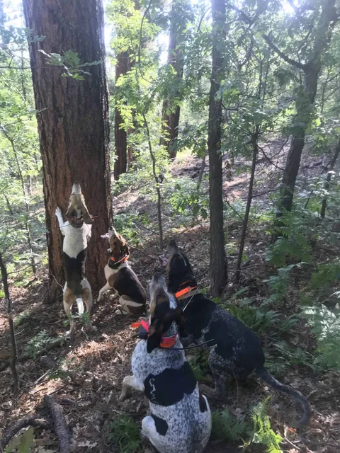 Pack of hounds at the tree