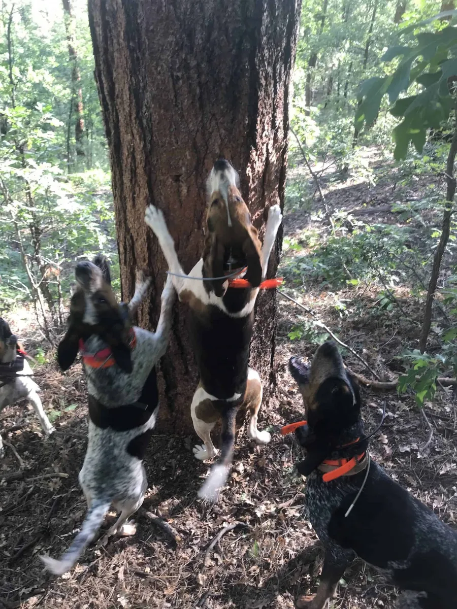 Hounds jumping and baying at a treed animal