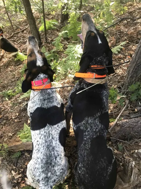 Two hounds in GPS collars looking up a tree