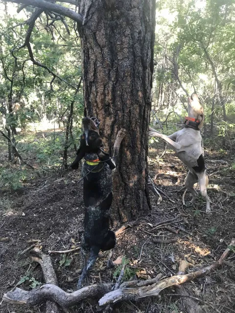 Hounds at the tree in summer woods