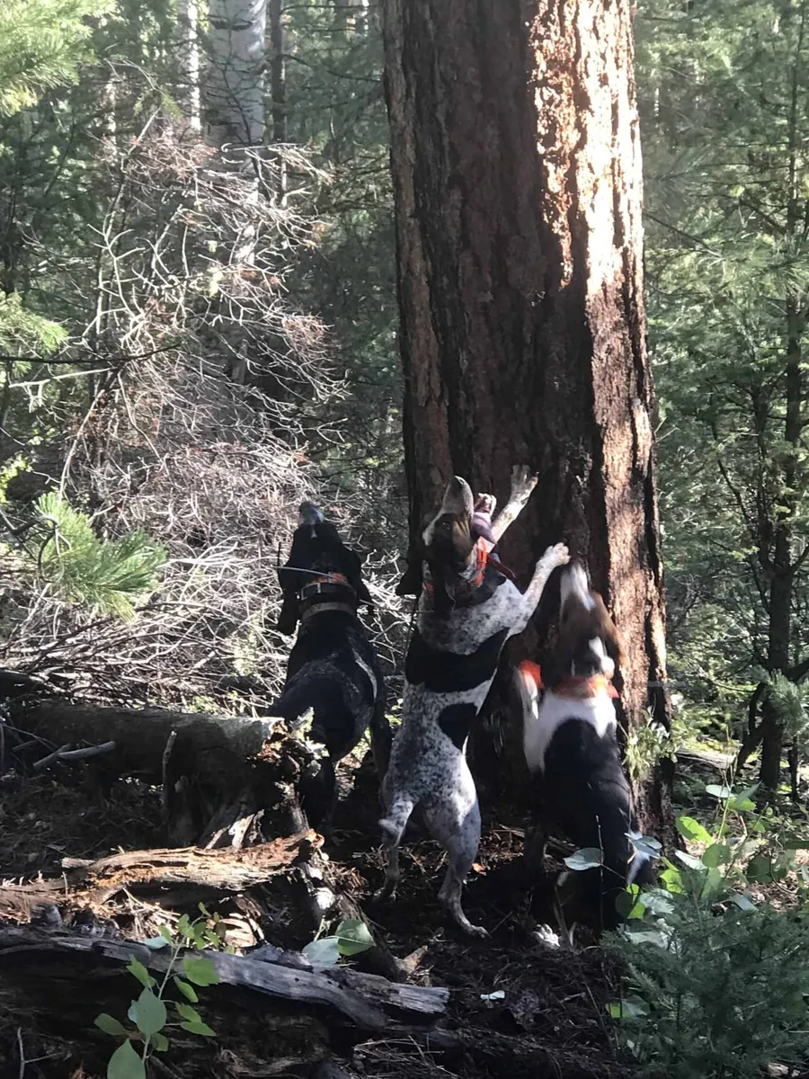 Hounds treeing at the base of a ponderosa pine