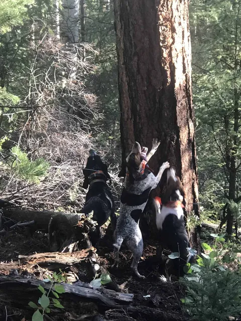 Hounds treeing at the base of a ponderosa pine