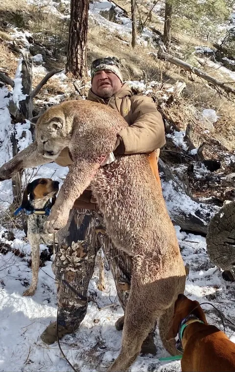 Hunter carrying a harvested mountain lion through snowy pine forest with hounds