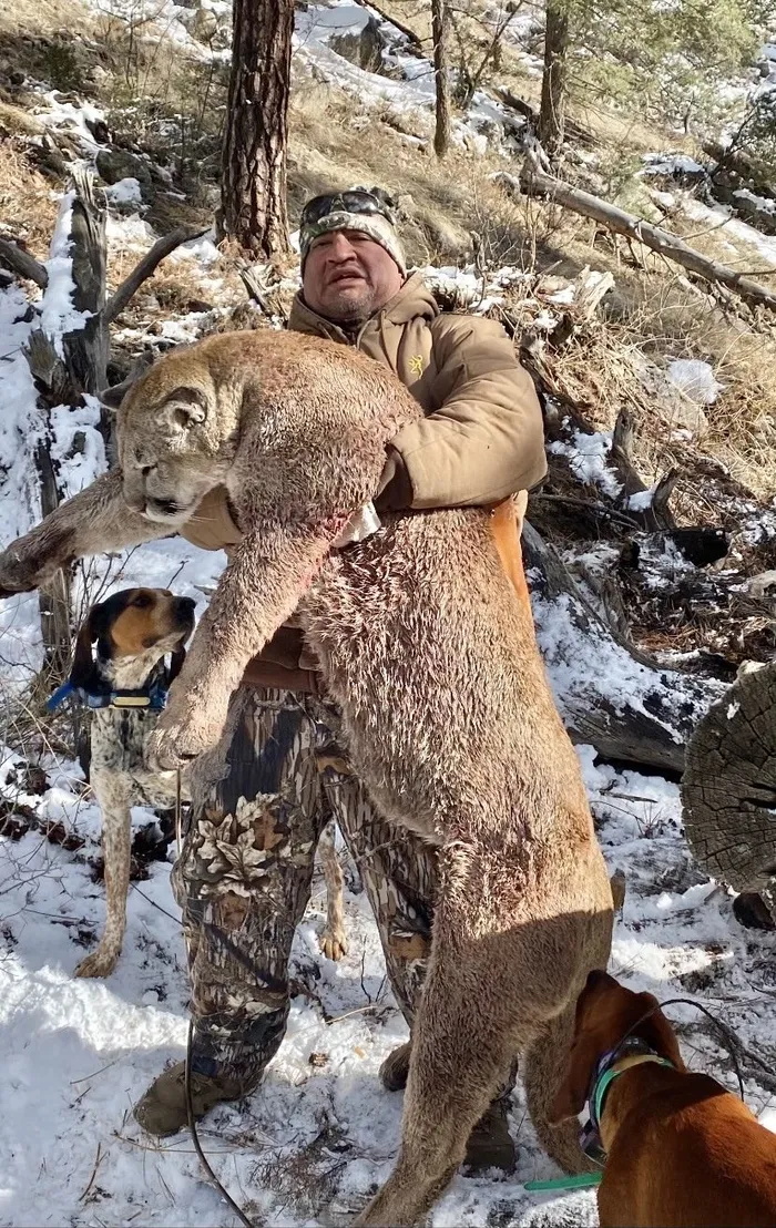 Hunter carrying a harvested mountain lion through snowy pine forest with hounds