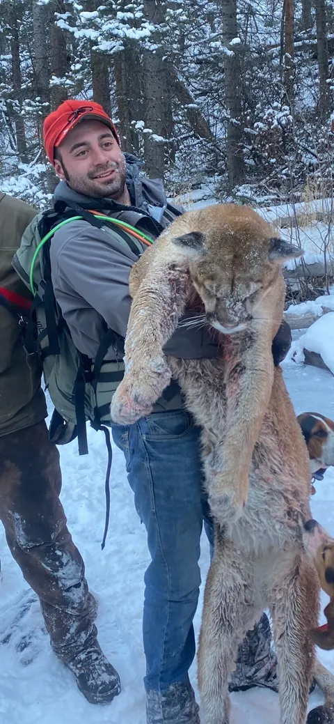 Hunter holding a mountain lion in snowy timber with hounds
