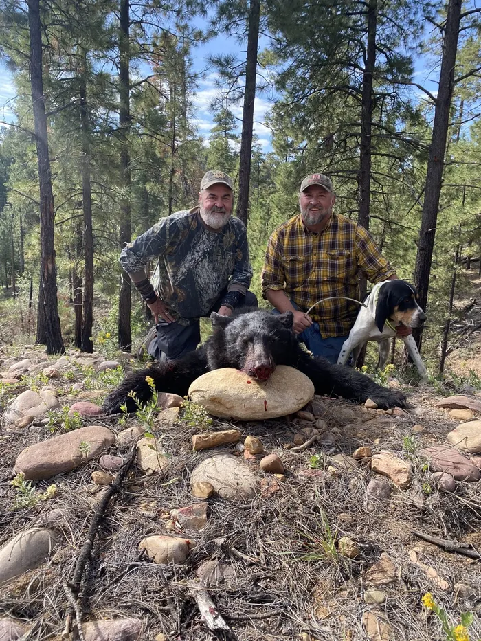 Two hunters with a harvested black bear and a hound in ponderosa pines