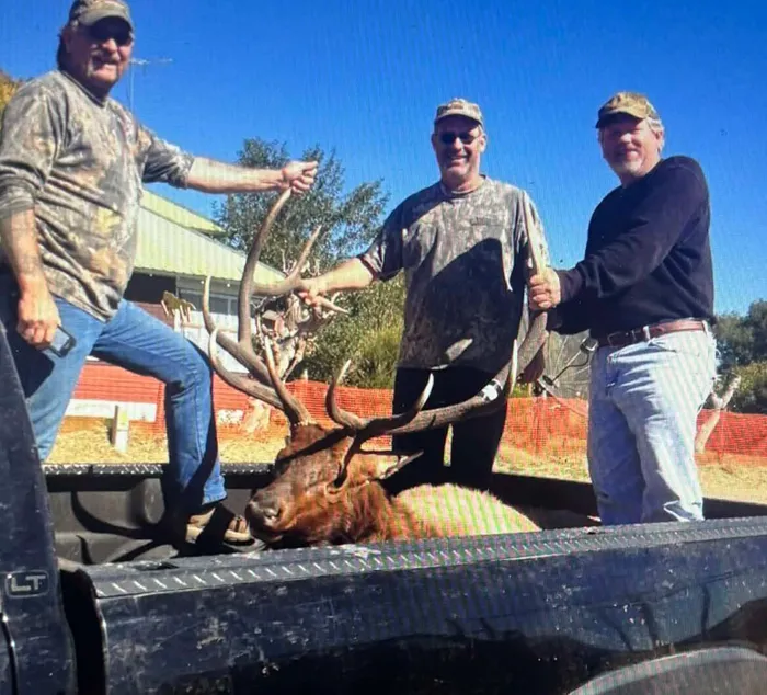 Three hunters with a bull elk in the truck bed