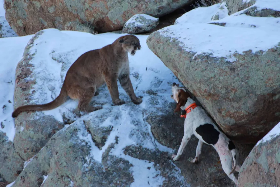 Mountain lion bayed on snowy rocks by a hound