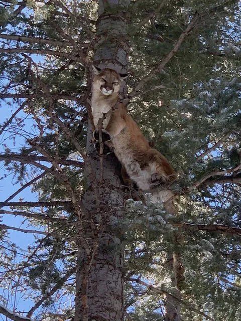 Mountain lion treed high in a pine against blue sky