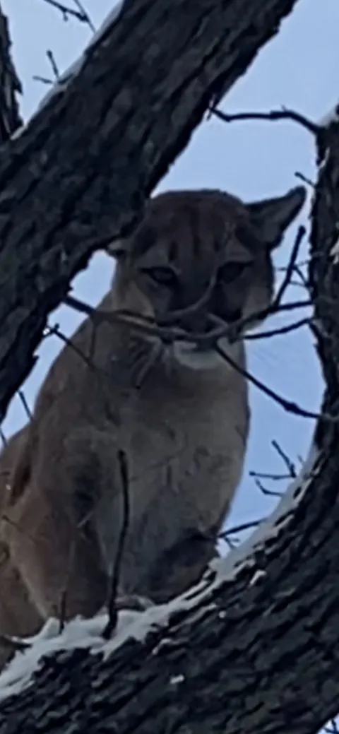 Mountain lion treed on a branch