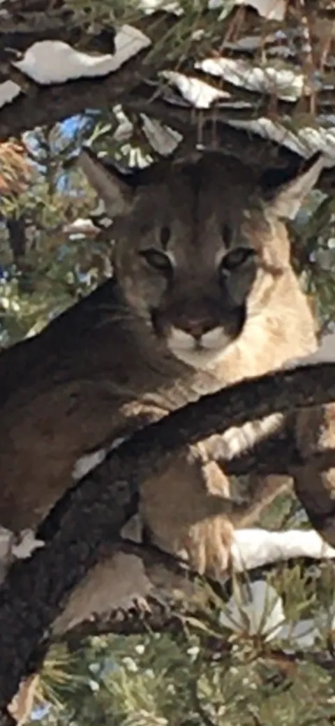 Mountain lion looking down from a tree