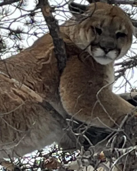 Mountain lion looking down from a juniper, close-up
