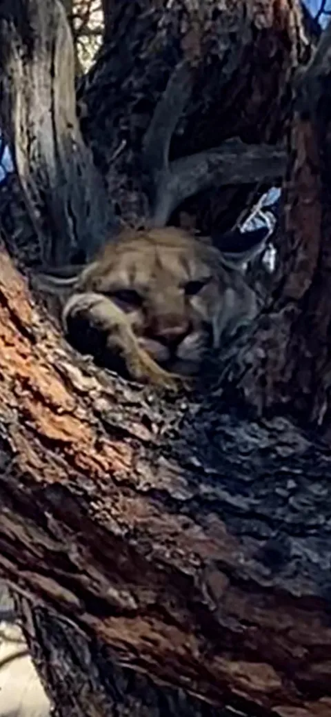 Mountain lion resting in a juniper tree