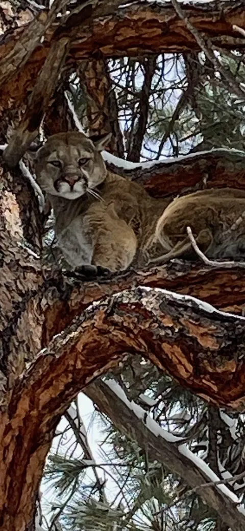 Mountain lion treed in a ponderosa pine during a snow hunt
