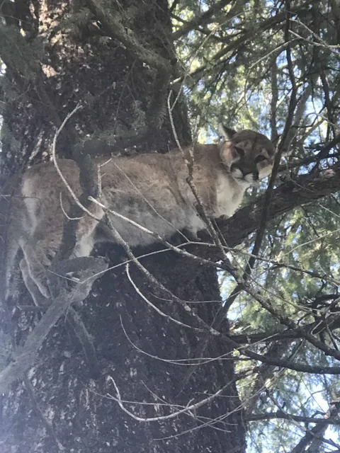 Mountain lion treed in a ponderosa pine
