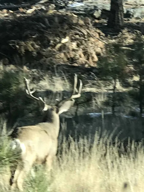 Mule deer buck in grass